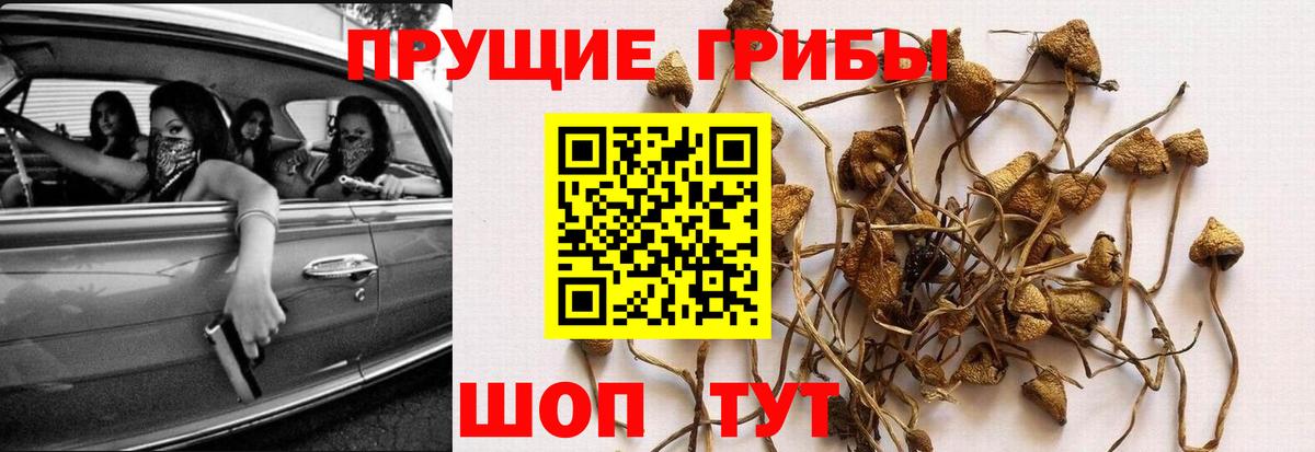 Псилоцибиновые грибы GOLDEN TEACHER Санкт-Петербург